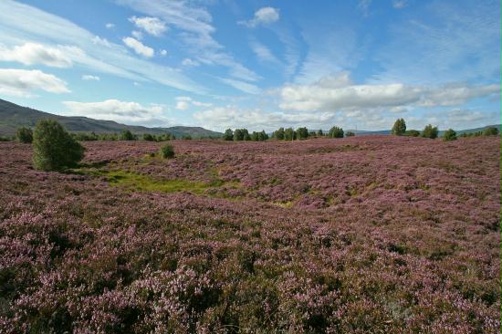 Tulloch Moor, Highlands, Scotland